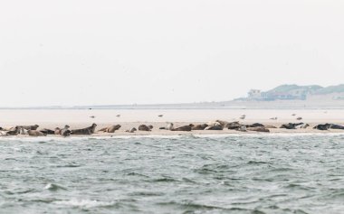 Mühürler bir grup daha önce Waddensea Hollanda kıyılarında bir kumsal üzerinde yalan söylüyorsun.