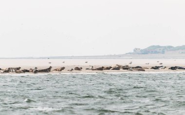 A group of seals are lying on a sandbank before the coast in the Waddensea in the Netherlands. clipart