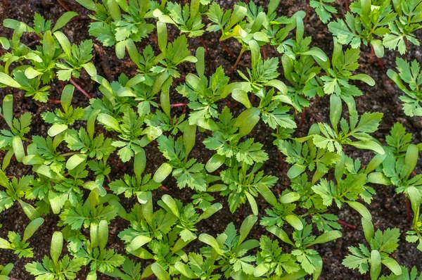 Overhead View Young Marigold Tagetes Seedlings Growing Spring — Stock Photo, Image