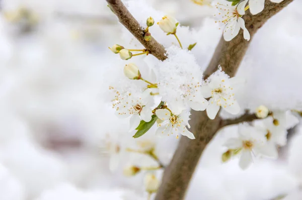 Uma Poeira Neve Caiu Galho Uma Árvore Com Flores Brancas — Fotografia de Stock