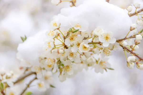 Ramo Uma Árvore Com Flores Brancas Floridas Cobertas Sob Uma — Fotografia de Stock