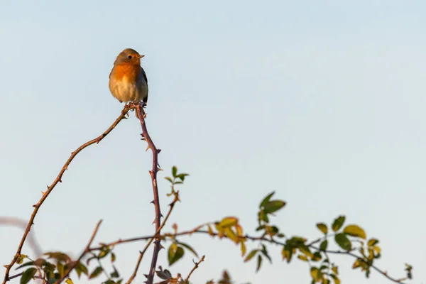 在午后的阳光下 一只知更鸟高高地栖息在树枝的顶端 — 图库照片