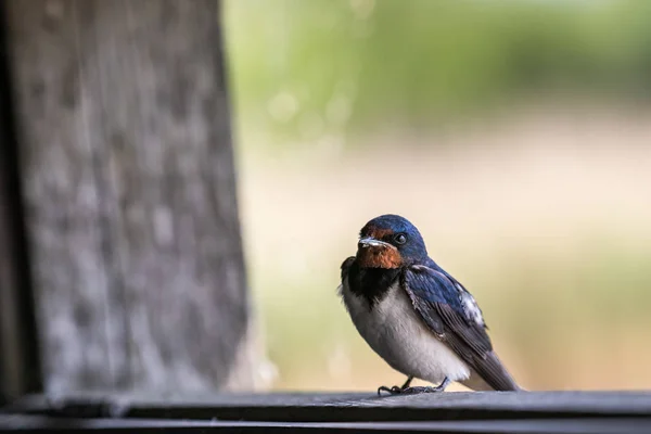 Ласточка Сарая Hirundo Rustica Сидит Окошке Птичьей Шкуры Глядя Внутрь — стоковое фото