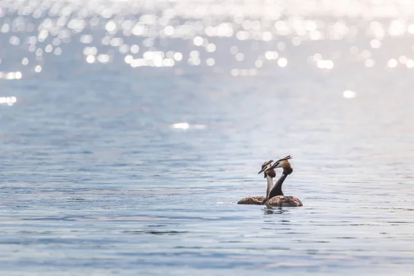 Два Гребешка Podiceps Cristatus Купаются Озере Наслаждаясь Поздним Полуденным Солнцем — стоковое фото