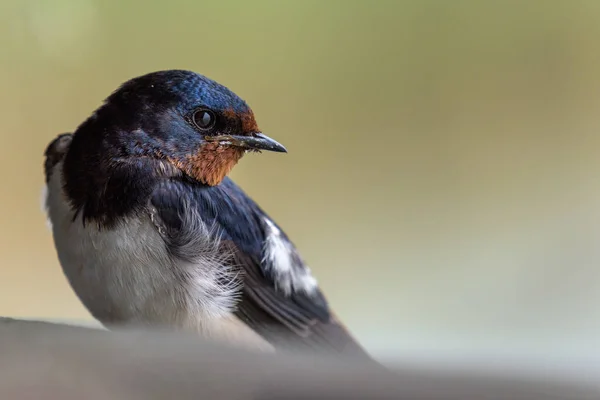 近距离描绘一个谷仓燕子 Hirundo Rustica 坐在它的肩膀上 看着它的肩膀 — 图库照片