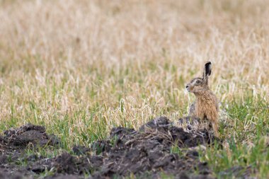 Bir Avrupa tavşanı (Lepus europaeus) bir tarlada oturuyor ve çevresini izliyor.