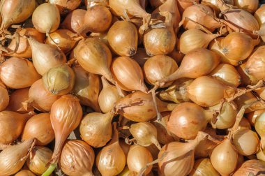 Tam kare yakın çekim girsin ilkbaharda yalan sarı soğan fidan.