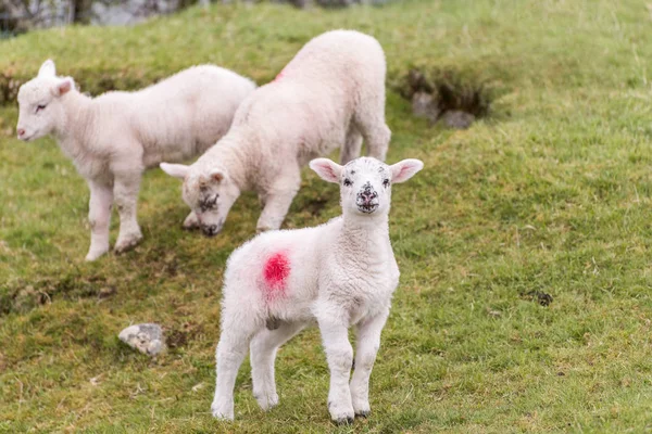 A cute little lamb is standing in a field on a hillside during springtime. Two other lambs are  in the background.
