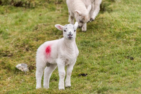 A cute little lamb is standing in a field on a hillside during springtime. Another lamb is grazing in the background.