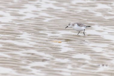 Küçük bir sandlerling (calidris alba) düşük tide plajda yemek arıyor.