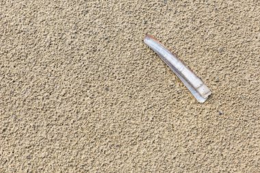 Bir jilet tarak (sis sis) ıslak kum plaj üzerinde yer almaktadır. Kopya alanı ile dokulu arka plan.