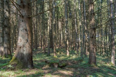 Bir çam ormanı içinde Ardennes, Belçika