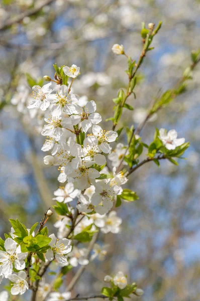 Bahar bir çiçekli alıç şube — Stok fotoğraf