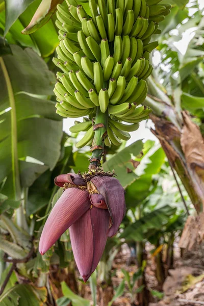A flowering banana plant with a healthy crop of bananas