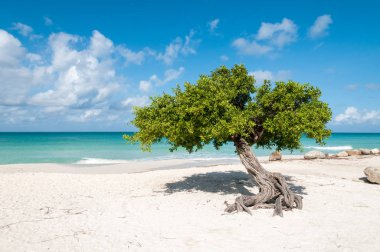 Divi divi tree on Eagle Beach, Aruba clipart