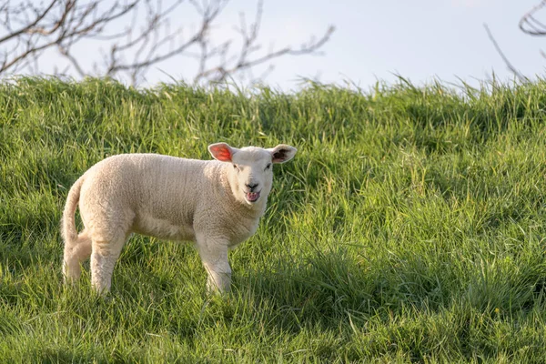 Een blatend lam staat in het gras — Stockfoto