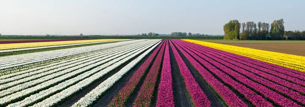 Szeroki Kąt Panoramiczny Widok Długich Rzędów Fioletowymi Białymi Żółtymi Tulipanami — Zdjęcie stockowe