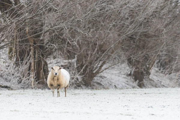 Зимняя Сцена Одинокой Овцой Texelaar Стоящей Заснеженном Поле Нидерландах Голыми — стоковое фото