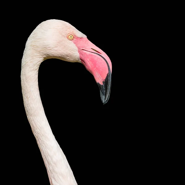 Rosy Chilean Flamingo Black Background Isolated — Stock Photo, Image