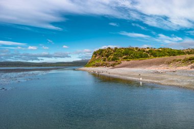 Gentoo penguenleri, Beagle Kanalı, Patagonia, yaz saati