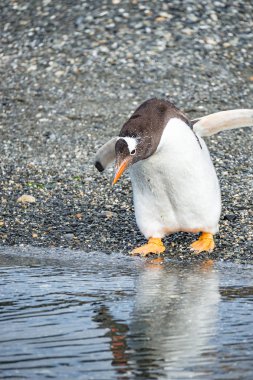Beagle Kanalı Patagonya'da, Tierra del Fuego Milli Parkı, Arjantin, yaz saati komik Gentoo Penguen