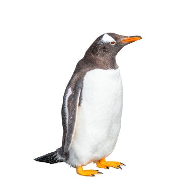 Beyaz arka plan, Beagle kanalı Patagonia, Arjantin için izole komik Gentoo pengueni