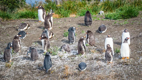 Funny Gentoo penguins at Beagle Channel in Patagonia, Tierra del Fuego National Park, Argentina, summer time