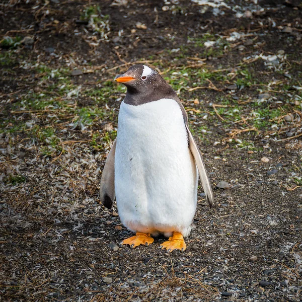 Funny Gentoo penguin at Beagle Channel in Patagonia, Tierra del Fuego National Park, Argentina, summer time