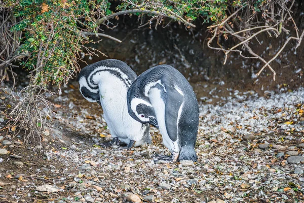 Magellanska Pingviner Vaktar Boet Sommar Beagle Chanel Patagonia Tierra Del — Stockfoto