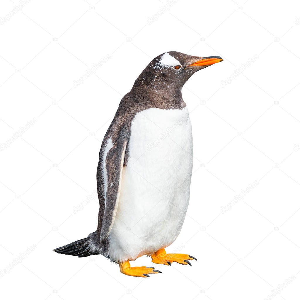 Funny Gentoo penguin isolated at white background, Beagle Channel in Patagonia, Argentina