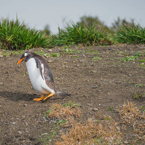 Zabawny Gentoo Pingwina Kanał Beagle Patagonii Czas Letni Tierra Del — Zdjęcie stockowe