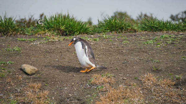 Rolig Gentoo Penguin Beaglekanalen Patagonien Tierra Del Fuego National Park — Stockfoto