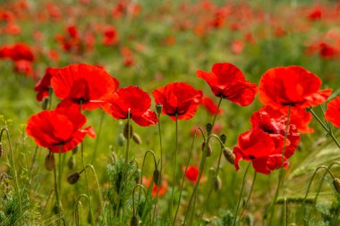 Kırmızı alan poppies, muhteşem doğa, portre, ayrıntıları günbatımında yaz
