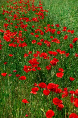Kırmızı alan poppies, muhteşem doğa, portre, ayrıntıları günbatımında yaz
