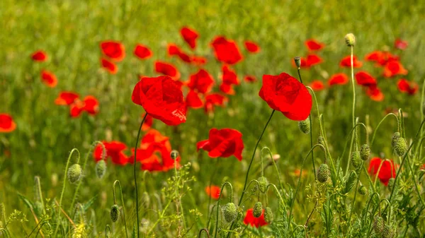 Puesta Sol Verano Campo Rojo Amapolas Hermosa Naturaleza Primer Plano — Foto de Stock