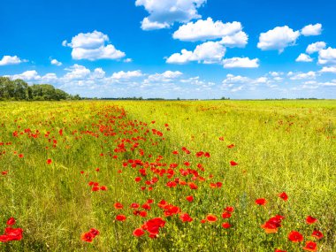Kırmızı alan poppies, muhteşem doğa, portre, ayrıntıları günbatımında yaz