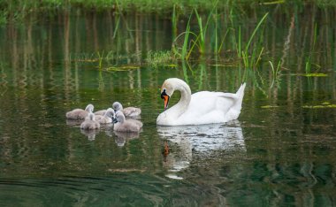 Kuğu Gölü akşam, Almanya, ilkbahar geç içinde piliçlere ile aile