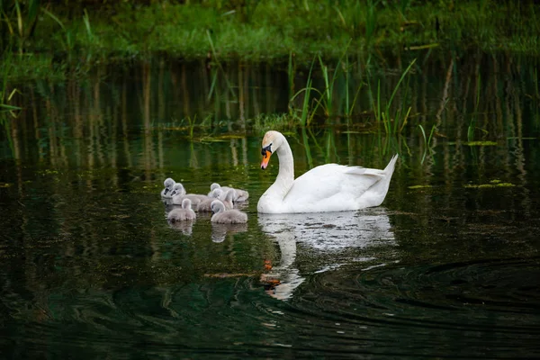 Familia Cisnes Con Polluelos Lago Por Noche Alemania Finales Primavera —  Fotos de Stock