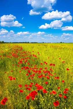 Poppies, muhteşem doğa, portre, ayrıntılar, mavi gökyüzü kırmızı alan günbatımında yaz
