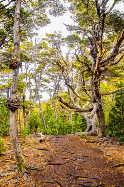 Güzel manzara lenga orman, dağlar ve lagün, Tierra del Fuego Milli Parkı, Patagonia, yaz saati