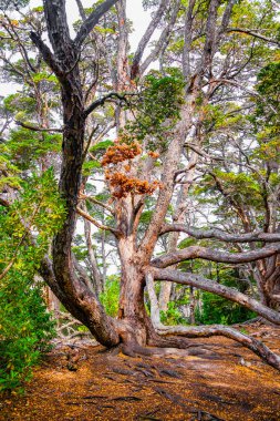 Güzel manzara lenga orman, dağlar ve lagün, Tierra del Fuego Milli Parkı, Patagonia, yaz saati