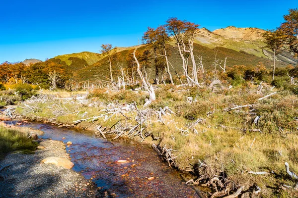Krásná Krajina Lenga Lesa Hory Národním Parku Tierra Del Fuego — Stock fotografie