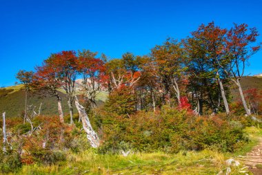 Güzel manzara lenga orman, dağlar Tierra del Fuego Milli Parkı, Patagonia, sonbahar
