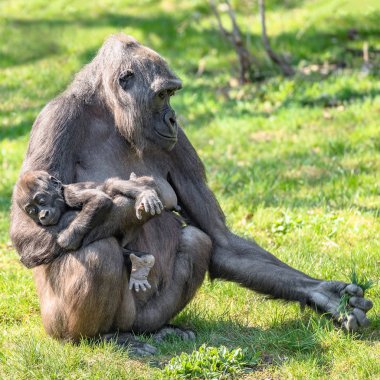 Güçlü kadın Afrika goril görevlisiyle bir bebek, ayrıntılar, portre, portre
