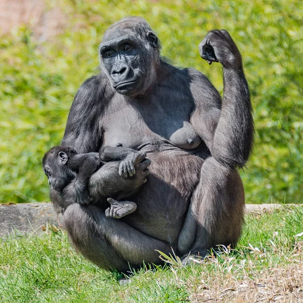 Porträt Eines Mächtigen Afrikanischen Gorillaweibchens Mit Baby Auf Der Wache — Stockfoto