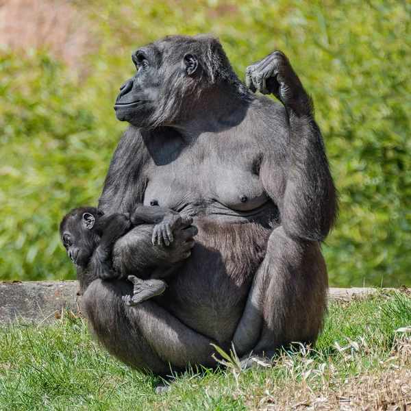 Retrato Del Poderoso Gorila Africano Guardia Con Bebé Detalles Primer — Foto de Stock