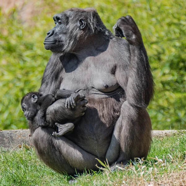 Retrato Del Poderoso Gorila Africano Guardia Con Bebé Detalles Primer — Foto de Stock