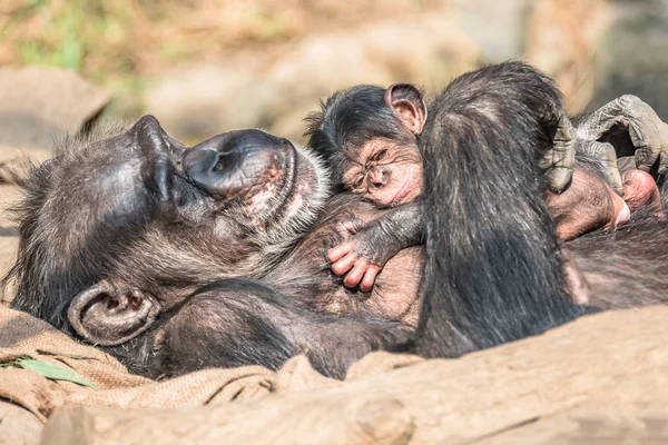 Retrato Madre Chimpancé Con Divertido Bebé Pequeño Primer Plano Extremo — Foto de Stock