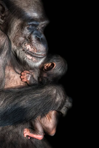 Retrato Madre Chimpancé Con Divertido Bebé Pequeño Fondo Negro Primer — Foto de Stock