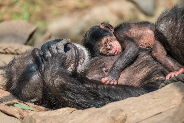 Retrato Madre Chimpancé Con Divertido Bebé Pequeño Primer Plano Extremo — Foto de Stock